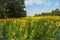 A Field of Sunflowers