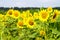 Field of sunflowers