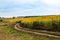 Field of sunflowers