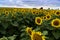 Field of sunflowers