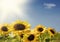 Field of Sunflowers