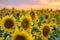 Field of sunflowers