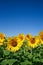 Field of sunflowers