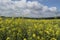 Field of sunflowers