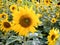 Field of sunflowers