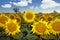 Field of sunflowers