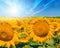 Field of sunflowers