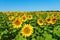 Field of sunflowers