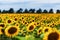 Field of sunflowers