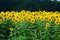 Field of sunflowers