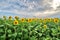 Field of sunflowers