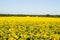 Field of sunflowers