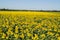 Field of sunflowers