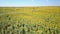 Field of Sunflowers Aerial Drone Footage