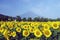 Field of sunflowers against the backdrop of Mount