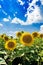 Field with sunflowers against the blue sky.