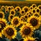 Field of sunflowers - ai generated image