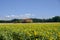 Field of sunflowers along the via Emilia