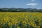 Field of sunflowers along the via Emilia