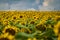 Field of sunflowers in August