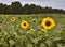 A field of sunflowers in autumn