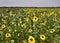 A field of sunflowers in autumn