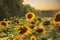 Field of sunflowers on a background of forest and sunset