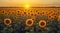 A field of sunflowers bathed in the soft, warm light of evening