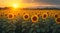 A field of sunflowers bathed in the soft, warm light of evening