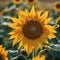 Field of sunflowers, beautiful autumn landscape