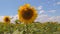 A field of sunflowers. Bees are sitting on the sunflower in the foreground.