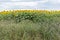 A field of sunflowers a bit off the highway. An endless sea of â€‹â€‹beautiful yellow plants that fill the horizon