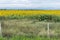 A field of sunflowers a bit off the highway. An endless sea of â€‹â€‹beautiful yellow plants that fill the horizon