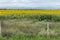 A field of sunflowers a bit off the highway. An endless sea of â€‹â€‹beautiful yellow plants that fill the horizon