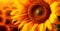 Field of sunflowers in bloom, hot sunny summer, macro shot - AI generated image