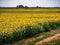 Field of sunflowers. In bloom Natural light, agriculture etc. Drought resistant crop, stands hot weather,