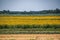 Field of sunflowers. In bloom Natural light, agriculture etc in Tuscany. Drought resistant crop, stands hot weather,