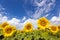 Field sunflowers on the blue sky.