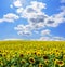 Field of sunflowers with blue sky