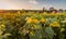 Field of sunflowers bow down on a rural farm