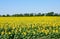 Field of sunflowers. Composition of nature. Sunflower field over blue sky with the space for text and advertising, sunflower field