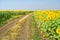 Field of sunflowers and a dirt road, a bright rural landscape.