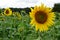 Field of Sunflowers facing the sun, agriculture background.