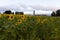 Field of sunflowers with farm buildings in soft focus background, Island of Orleans