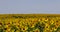 a field with sunflowers during flowering and pollination by insect bees