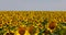 a field with sunflowers during flowering and pollination by insect bees