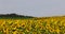 a field with sunflowers during flowering and pollination by insect bees