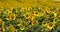 a field with sunflowers during flowering and pollination by insect bees