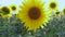 Field of sunflowers.Flowers sunflower against the sky with bright sun