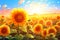 A field of sunflowers glowing in the soft autumn sunlight vector fall background